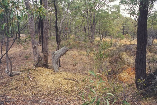 Diggings at Dunolly - Click to Return