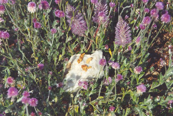 The Purple Wildflowers  - Click to Return