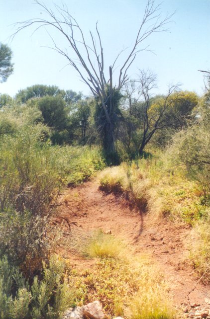 Overgrown rough bush track - Click to Return