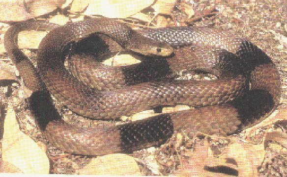 Australian King Brown Snake  - Click to Return