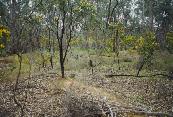 Diggings near Mudgee - Click to Return